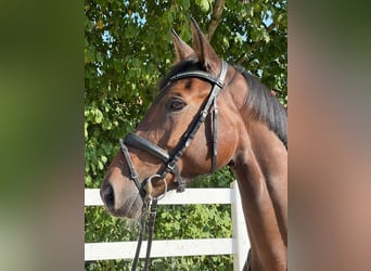 German Sport Horse, Mare, 5 years, 16 hh, Bay-Dark