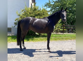German Sport Horse, Mare, 5 years, 16 hh, Black