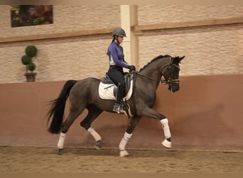 German Sport Horse, Mare, 5 years, 16 hh, Black