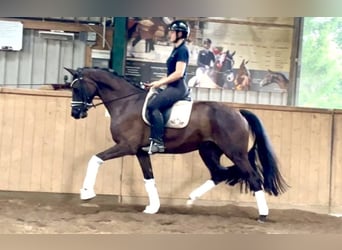 German Sport Horse, Mare, 5 years, 16 hh, Black