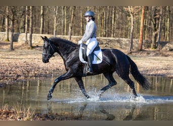 German Sport Horse, Mare, 5 years, 16 hh, Black