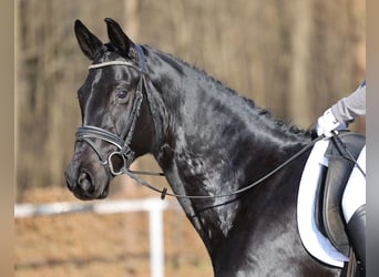 German Sport Horse, Mare, 5 years, 16 hh, Black