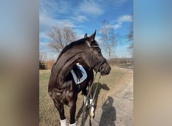 German Sport Horse, Mare, 5 years, 16 hh, Black