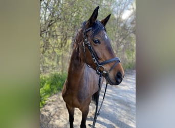 German Sport Horse, Mare, 5 years, 16 hh, Brown