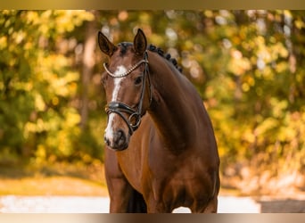 German Sport Horse, Mare, 5 years, 16 hh, Brown