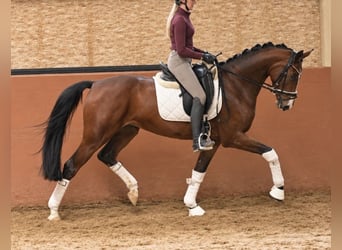 German Sport Horse, Mare, 5 years, 16 hh, Brown