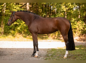 German Sport Horse, Mare, 5 years, 16 hh, Brown