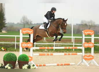 German Sport Horse, Mare, 5 years, 16 hh, Brown