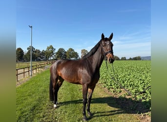 German Sport Horse, Mare, 5 years, 16 hh, Brown