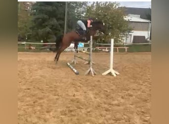 German Sport Horse, Mare, 5 years, 16 hh, Brown