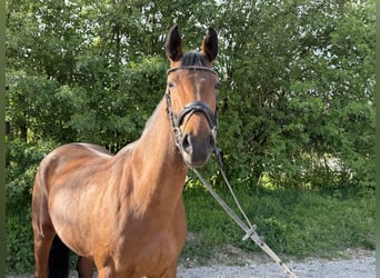 German Sport Horse, Mare, 5 years, 16 hh, Brown