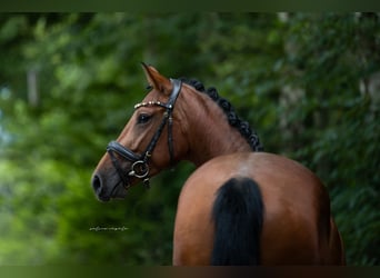 German Sport Horse, Mare, 5 years, 16 hh, Brown