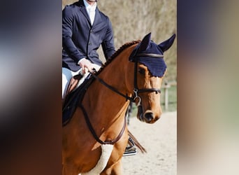 German Sport Horse, Mare, 5 years, 16 hh, Chestnut