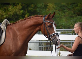 German Sport Horse, Mare, 5 years, 16 hh, Chestnut-Red