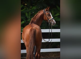 German Sport Horse, Mare, 5 years, 16 hh, Chestnut-Red