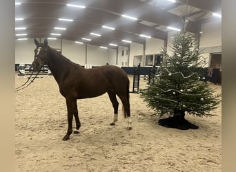 German Sport Horse, Mare, 5 years, 16 hh, Chestnut-Red