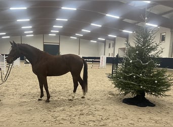 German Sport Horse, Mare, 5 years, 16 hh, Chestnut-Red