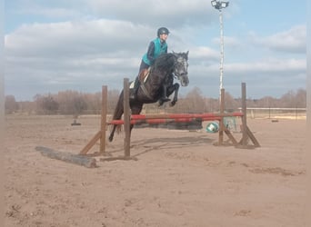German Sport Horse, Mare, 5 years, 16 hh, Gray