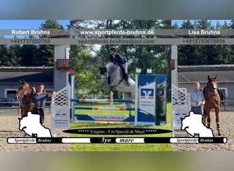 German Sport Horse, Mare, 5 years, 16 hh, Grey