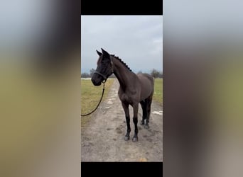 German Sport Horse, Mare, 5 years, 16 hh, Smoky-Black