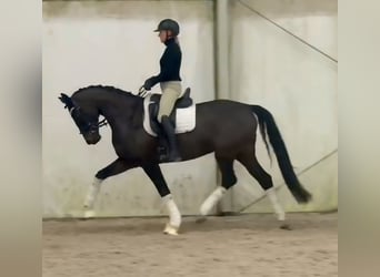 German Sport Horse, Mare, 5 years, 16,1 hh, Bay-Dark