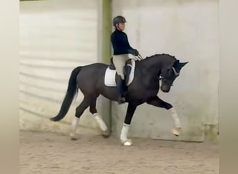German Sport Horse, Mare, 5 years, 16,1 hh, Bay-Dark