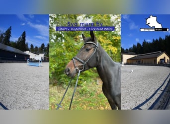 German Sport Horse, Mare, 5 years, 16,1 hh, Bay-Dark