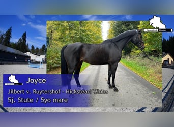 German Sport Horse, Mare, 5 years, 16,1 hh, Bay-Dark