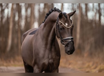 German Sport Horse, Mare, 5 years, 16,1 hh, Black