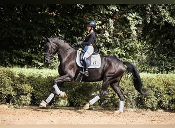 German Sport Horse, Mare, 5 years, 16,1 hh, Black