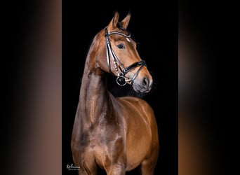 German Sport Horse, Mare, 5 years, 16,1 hh, Brown