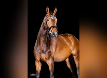 German Sport Horse, Mare, 5 years, 16,1 hh, Brown