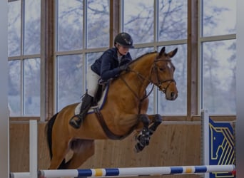 German Sport Horse, Mare, 5 years, 16,1 hh, Brown-Light