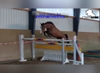 German Sport Horse, Mare, 5 years, 16,1 hh, Brown