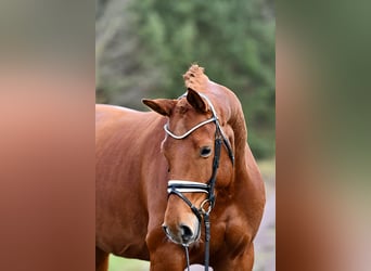 German Sport Horse, Mare, 5 years, 16,1 hh, Chestnut-Red