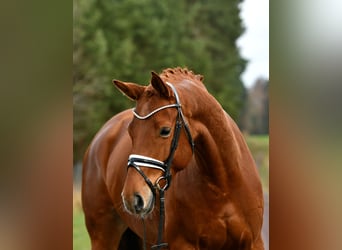 German Sport Horse, Mare, 5 years, 16,1 hh, Chestnut-Red