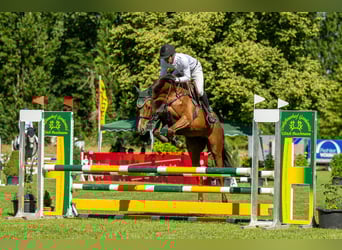 German Sport Horse, Mare, 5 years, 16,1 hh, Chestnut