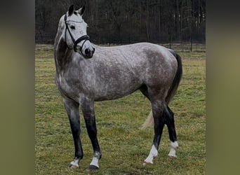 German Sport Horse, Mare, 5 years, 16,1 hh, Grey-Dapple