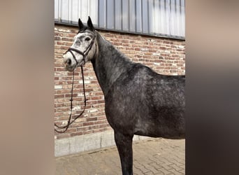 German Sport Horse, Mare, 5 years, 16,1 hh, Grey-Dapple