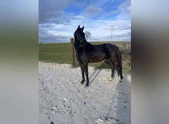 German Sport Horse, Mare, 5 years, 16,1 hh, Smoky-Black