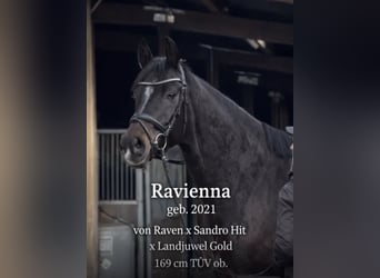 German Sport Horse, Mare, 5 years, 16,2 hh, Bay-Dark