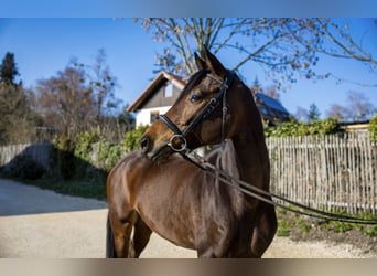 German Sport Horse, Mare, 5 years, 16,2 hh, Bay-Dark