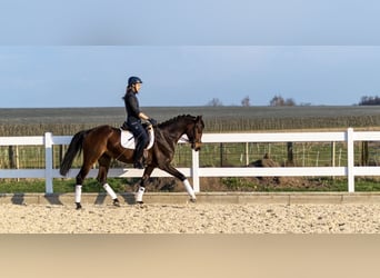 German Sport Horse, Mare, 5 years, 16,2 hh, Bay-Dark