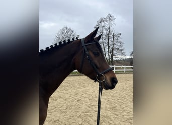 German Sport Horse, Mare, 5 years, 16,2 hh, Bay-Dark