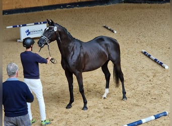 German Sport Horse, Mare, 5 years, 16,2 hh, Black