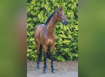 German Sport Horse, Mare, 5 years, 16,2 hh, Brown