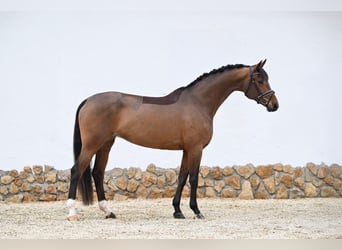 German Sport Horse, Mare, 5 years, 16,2 hh, Brown