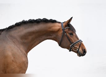 German Sport Horse, Mare, 5 years, 16,2 hh, Brown