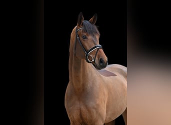 German Sport Horse, Mare, 5 years, 16,2 hh, Brown
