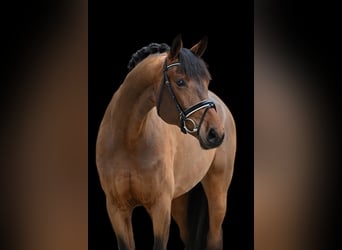 German Sport Horse, Mare, 5 years, 16,2 hh, Brown